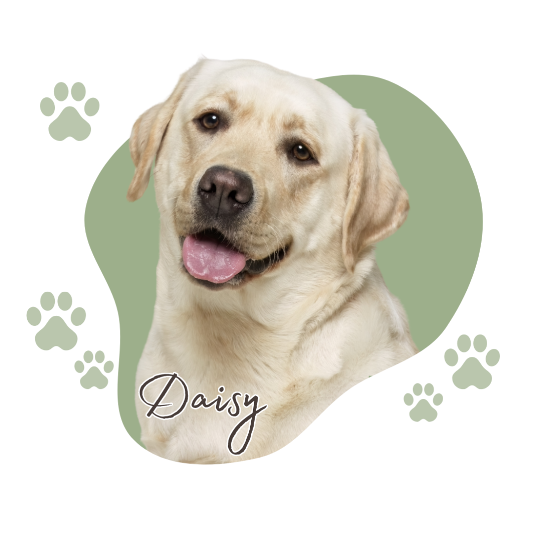 Daisy (1)